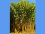 BAMBOUS EN PROVENCE Eyragues