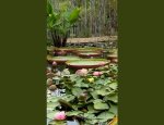 BAMBOUS EN PROVENCE 13630