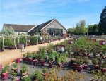LES ROSES ANCIENNES ANDRE EVE Chilleurs-aux-Bois