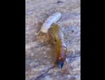 ACTIVITES TERMITES ISOLATIONS Audenge